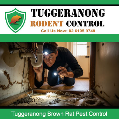 Licensed pest controller with torch investigating severe brown rat infestation under Tuggeranong residential property