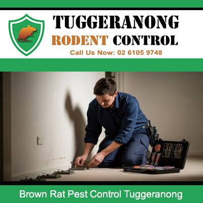 Tuggeranong pest control technician carefully placing brown rat bait stations along interior wall during residential treatment