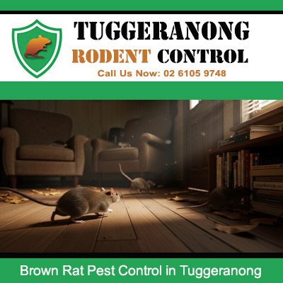 Several brown rats invading Tuggeranong home lounge room requiring urgent professional rodent pest control treatment