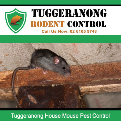 House mouse found navigating plumbing pipes in Tuggeranong property requiring professional rodent control treatment