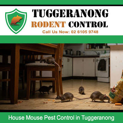 Several house mice invading Tuggeranong home kitchen requiring urgent professional rodent pest control treatment