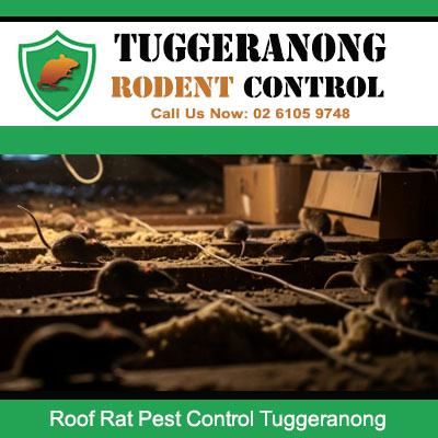 Severe roof rat infestation discovered in Tuggeranong property with multiple rodents living among roof cavity debris